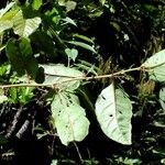 Amborella trichopoda Habit