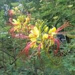 Caesalpinia gilliesii Kvet