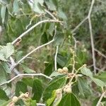 Grewia trichocarpa Fruto