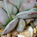 Adromischus schuldtianus Yaprak