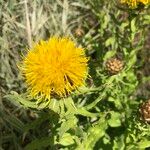 Centaurea macrocephalaFleur