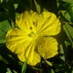 Luffa acutangula Flower