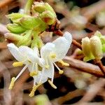 Lonicera fragrantissimaKvět