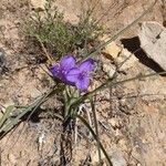 Tradescantia occidentalis Flower