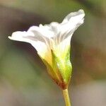 Linum catharticum Çiçek