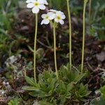 Androsace obtusifolia Libunga