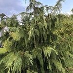 Cupressus nootkatensis Folha