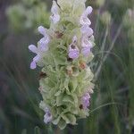 Salvia absconditiflora 花