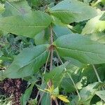 Silphium perfoliatum Hoja