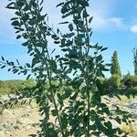 Nicotiana glauca Vekstform