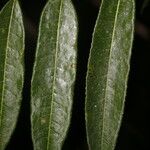 Mabea montana Leaf