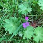 Geranium molleFlor