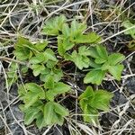 Ligusticum scothicum Blad