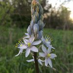 Camassia scilloides Blomst