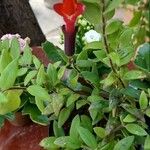 Aeschynanthus radicans फूल