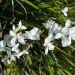 Libertia grandiflora