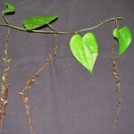 Dioscorea lepida Altul/Alta