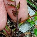 Euphrasia salisburgensis Leaf