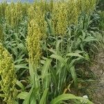 Sorghum bicolor برگ