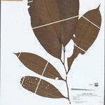 Guatteria megalophylla Leaf