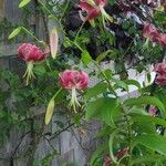 Lilium speciosum Blüte