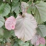 Corylus maxima Blad