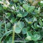 Trifolium fragiferum Ліст
