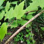 Acer spicatum Bark