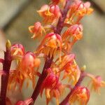 Polystachya paniculata Kwiat