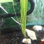 Zostera marina Folha