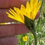 Tragopogon pratensisBlomst