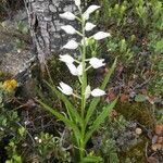 Cephalanthera longifolia Habitus