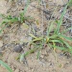 Plantago albicans Habitus