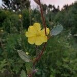 Oenothera strictaΛουλούδι