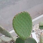 Opuntia rufida Blad