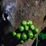 Ficus fistulosa Fruto