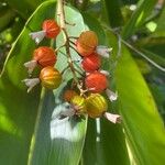 Alpinia zerumbet Fruitua