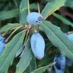 Berberis gagnepainii Frukt