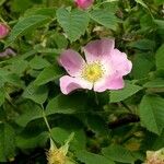 Rosa sherardii Flower