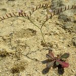 Limonium avei Habitus