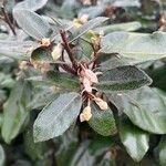 Elaeagnus pungens Folha