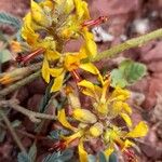 Hoffmannseggia glauca Flower