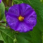Lycianthes rantonnetii Fula