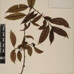 Eurya cerasifolia 其他