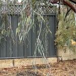 Eucalyptus caesia 叶