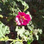 Anisodontea capensis Flower