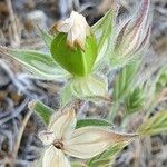 Helianthemum ledifolium फल