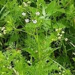 Coriandrum sativum عادت داشتن