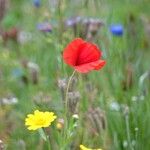 Papaver rhoeas عادت داشتن