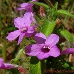 Verbena bipinnatifida 花